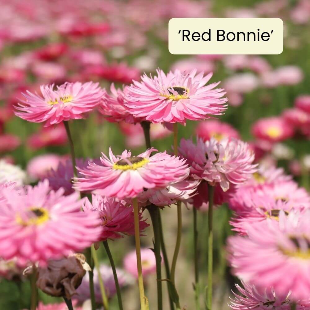 Foto Sonnenflügel Red Bonnie