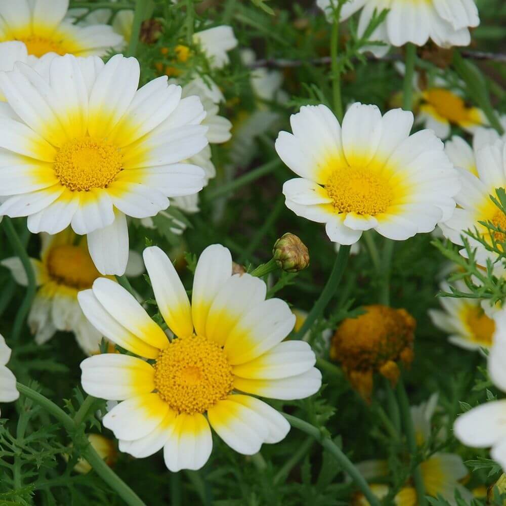 Foto Speise-Chrysantheme