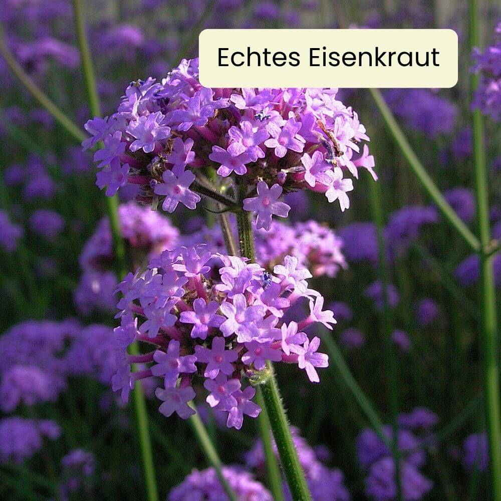 Foto Verbena Echtes Eisenkraut