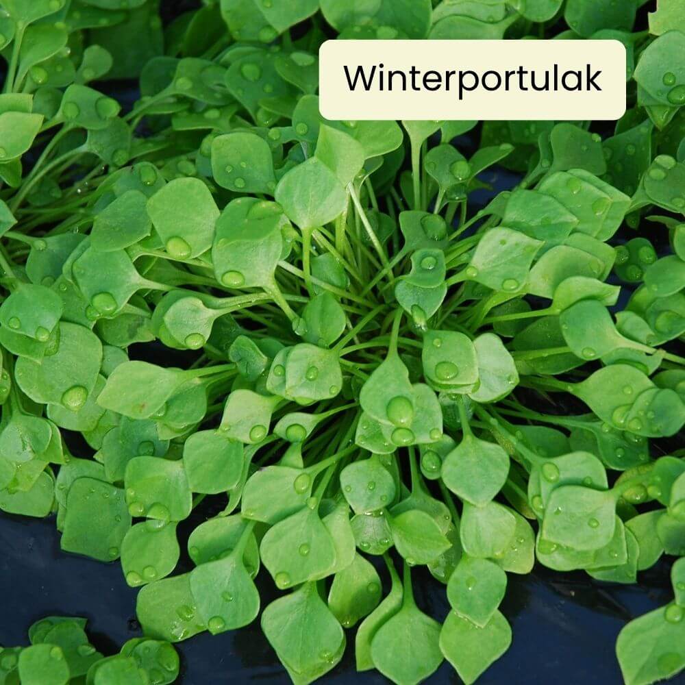 Foto Winterpostelein