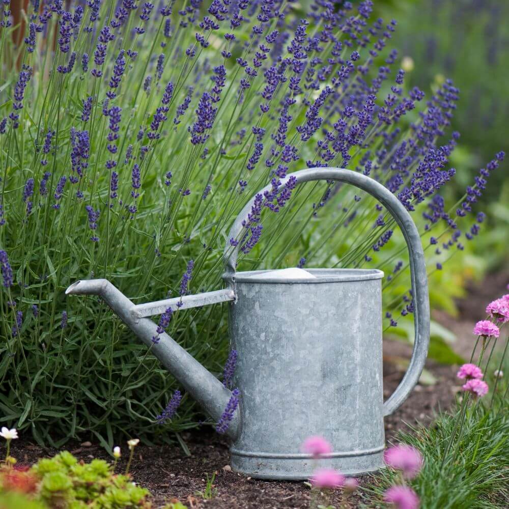 Foto mit blühendem Lavendel und einer alten Giesskanne aus Metall