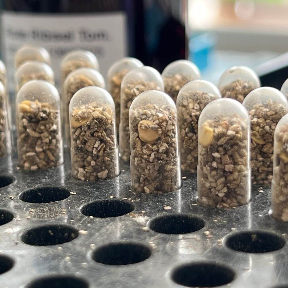 Foto mit Saatgut-Kapseln in der Herstellung