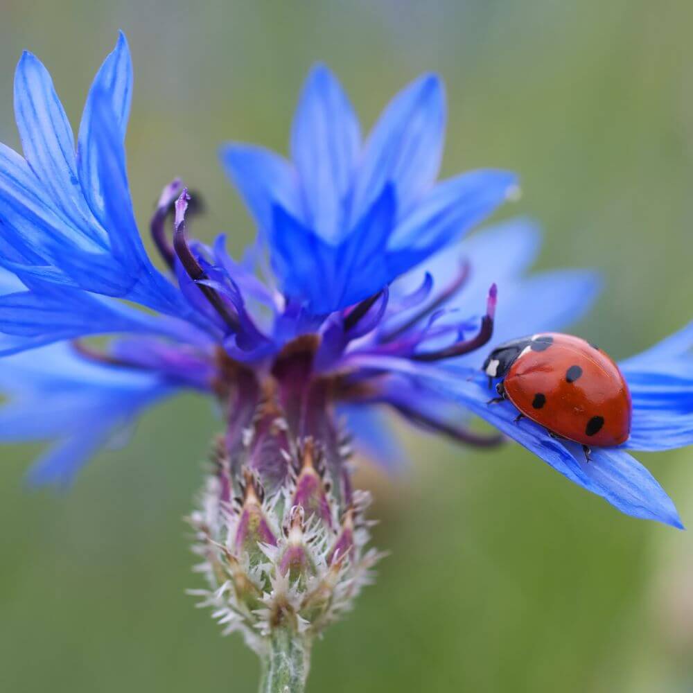 Foto mit einer blauen Kornblumenblüte auf der ein Marienkäfer sitzt