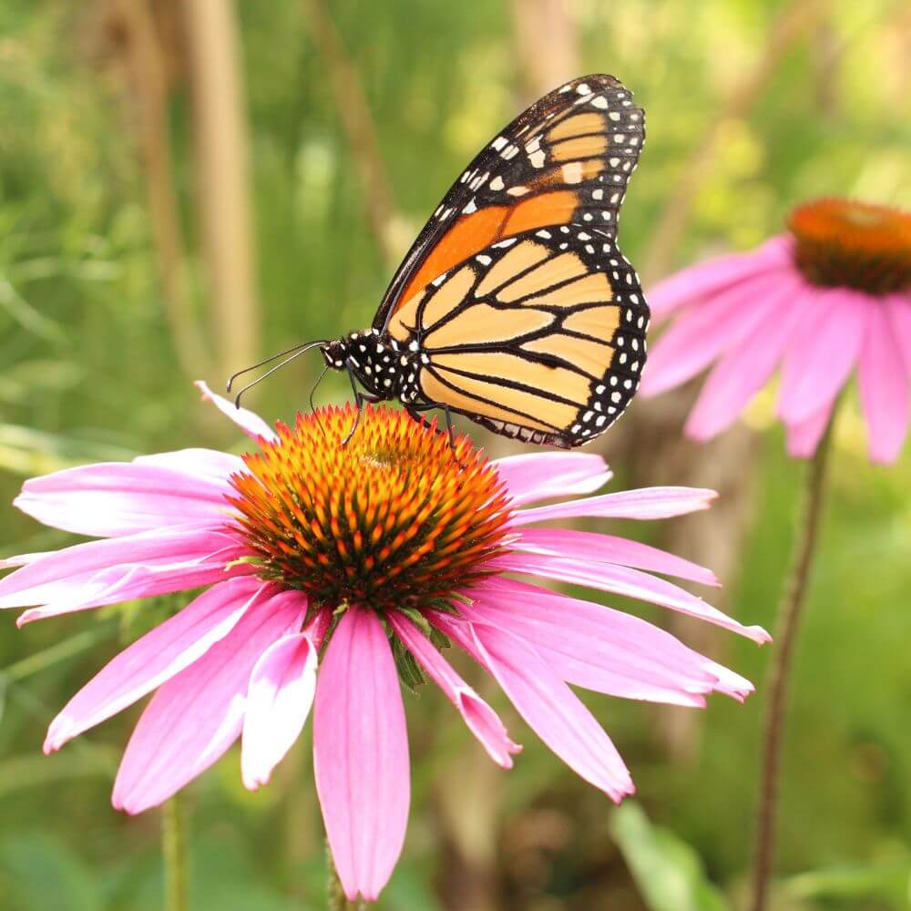 Rosafarbene Echinacea mit Schmetterling