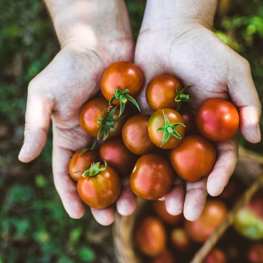 Foto mit zwei Händen voller reifer roter kleiner Tomaten