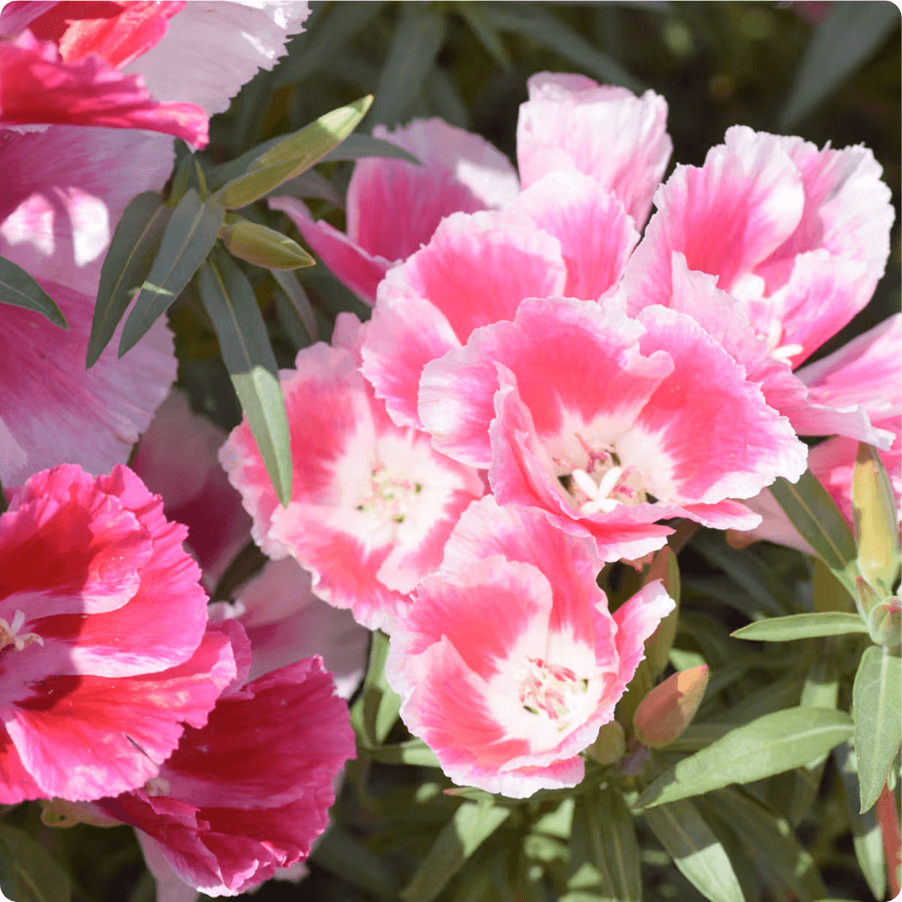 Foto von Atlasblume der Sorte Azaleenschaue