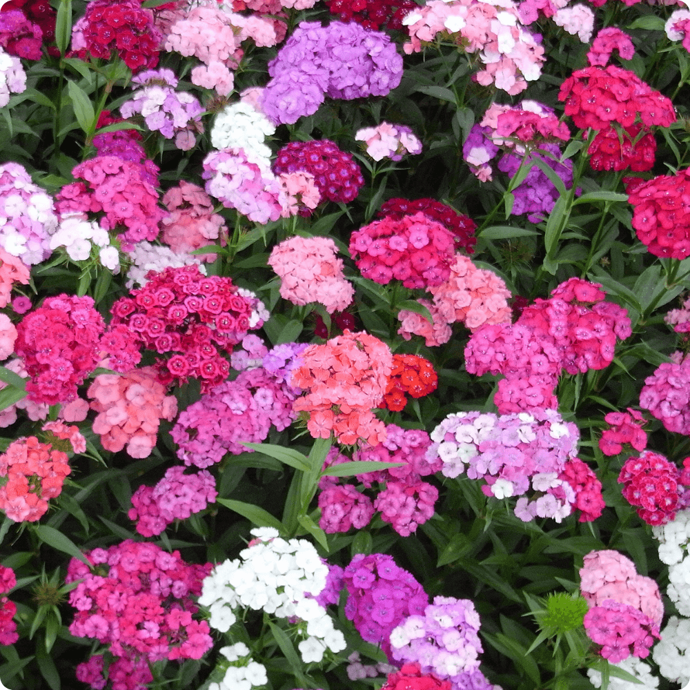 Foto von bunten Bartnelken