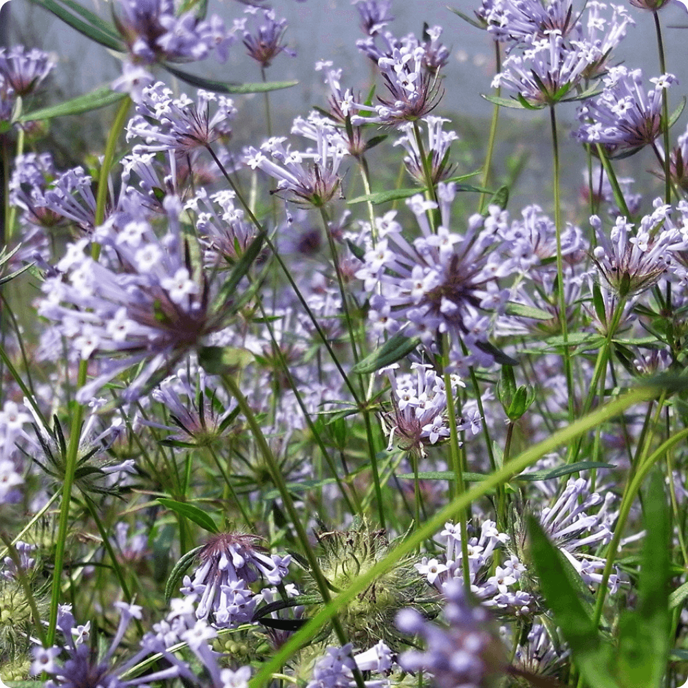 Foto vom blühenden Blauen Waldmeister