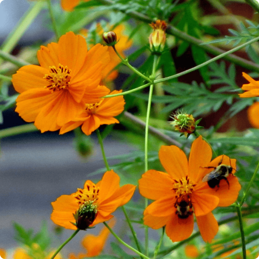 Foto vom blühender Cosmea Orange