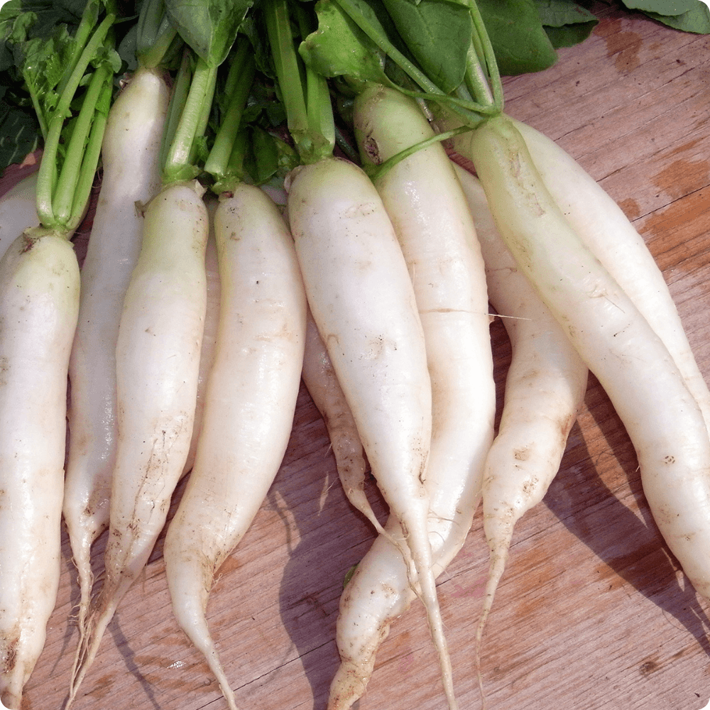 Foto von einem Bündel mit weissen Rettichen der alten Sorte ‘Eiszapfen‘