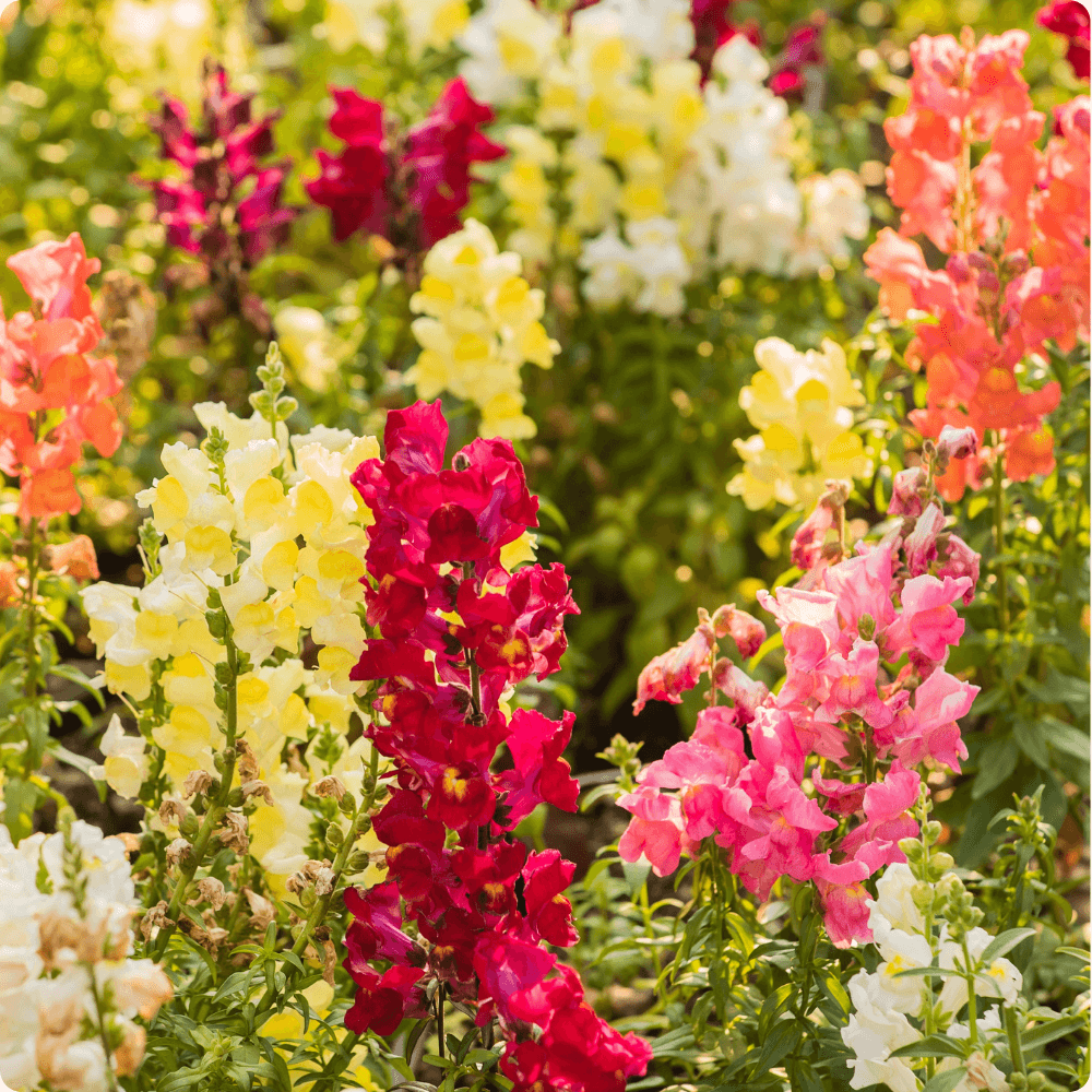 Foto von blühenden Löwenmäulchen