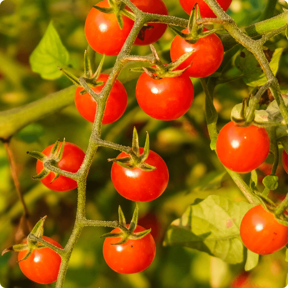 Foto von reifen Tomaten der alten Wildtomatensorte ‘Rote Ribisel‘