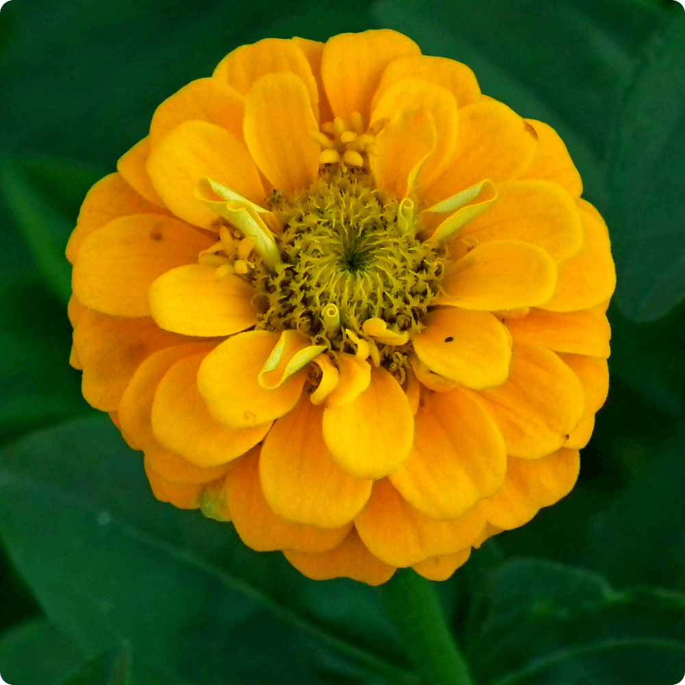 Foto einer Zinnienblüte der Sorte Liliput Kanariengelb