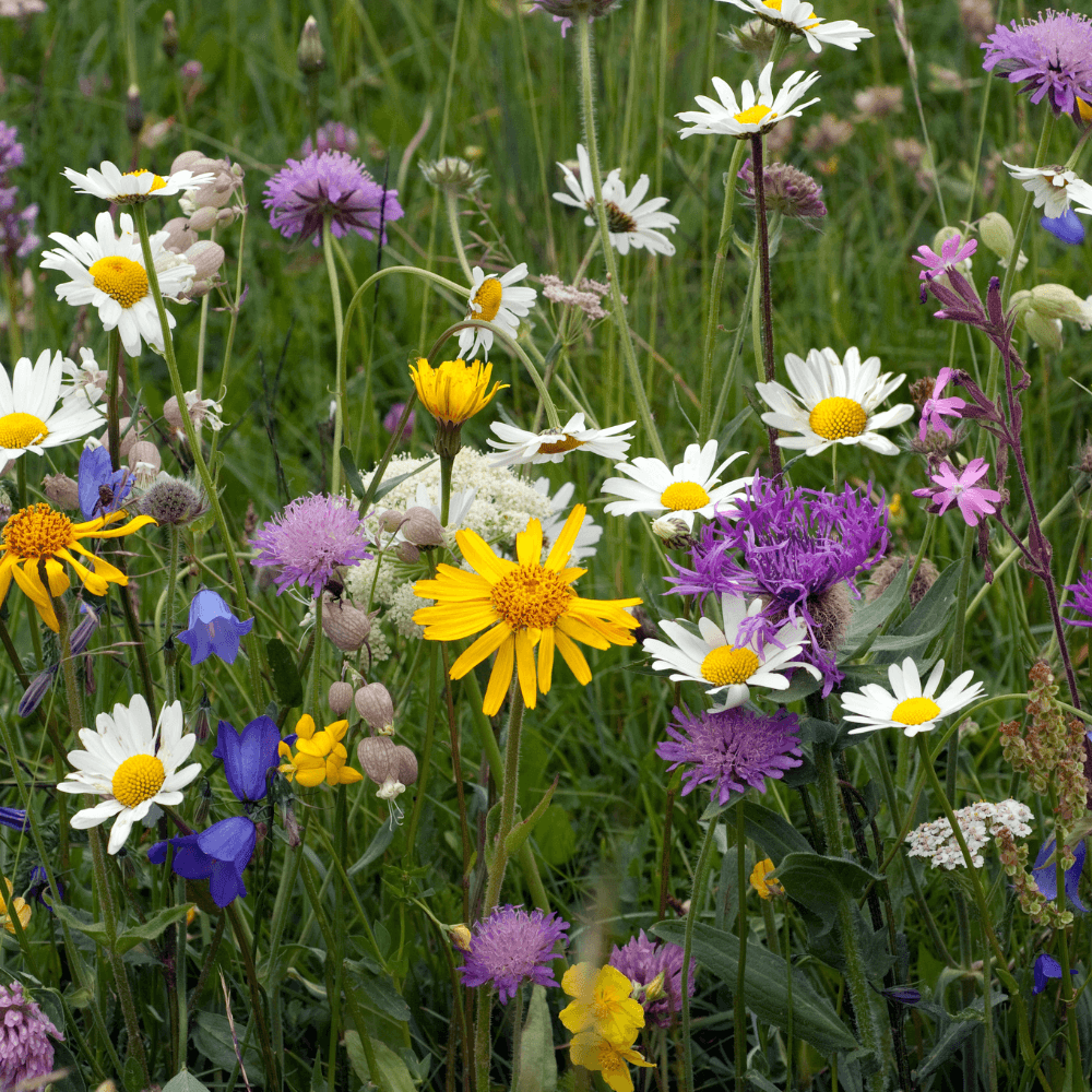 Rosafarbene Echinacea mit Schmetterling