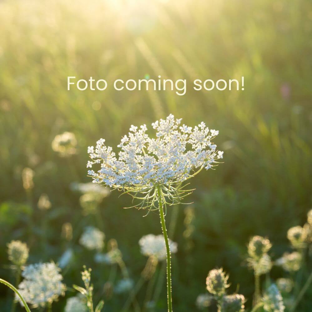Foto des Saatgut-Säckchens von Flowers in Bed mit 1 Kapsel