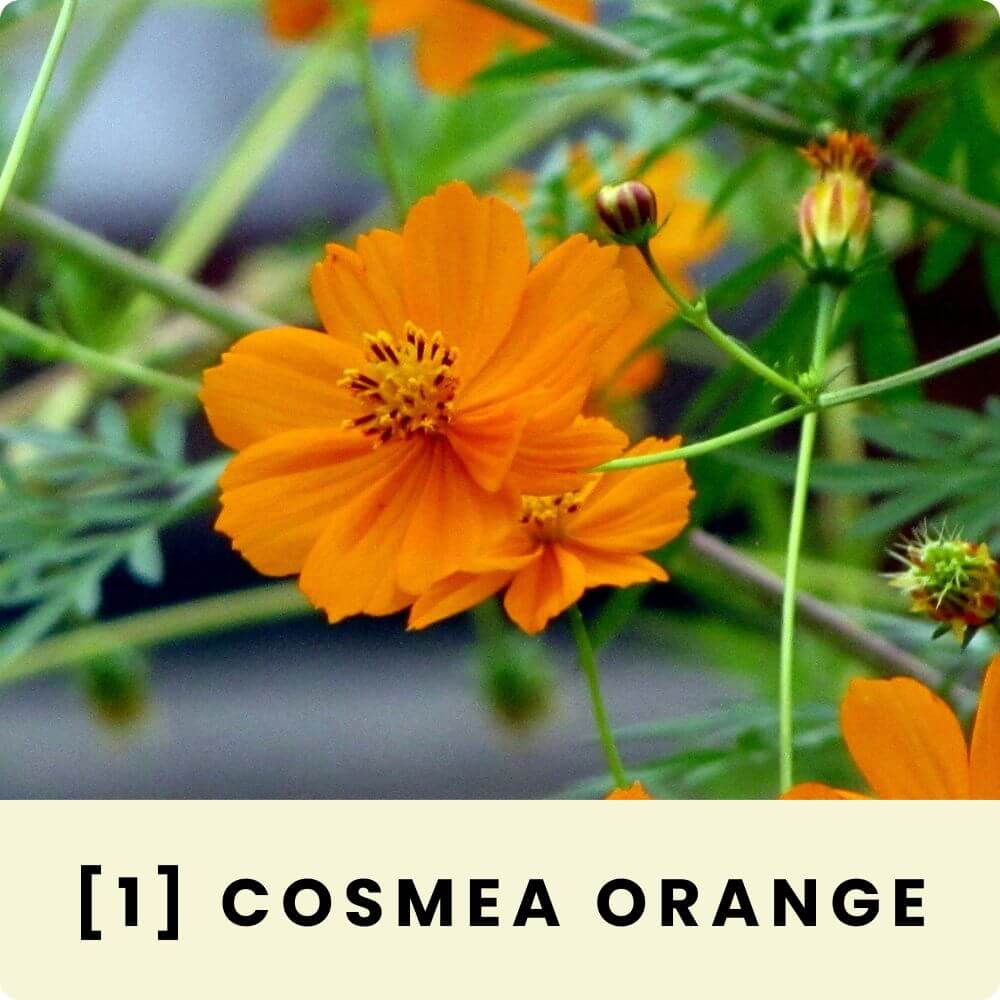 Foto von einer blühenden Cosmea Orange