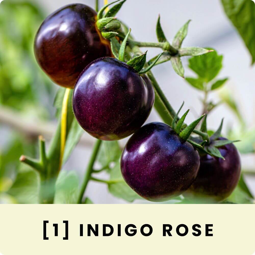 Foto der Fleischtomate ‘Indigo Rose‘