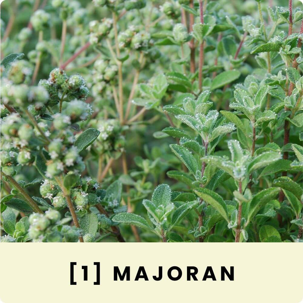 Foto von einer Majoranpflanze