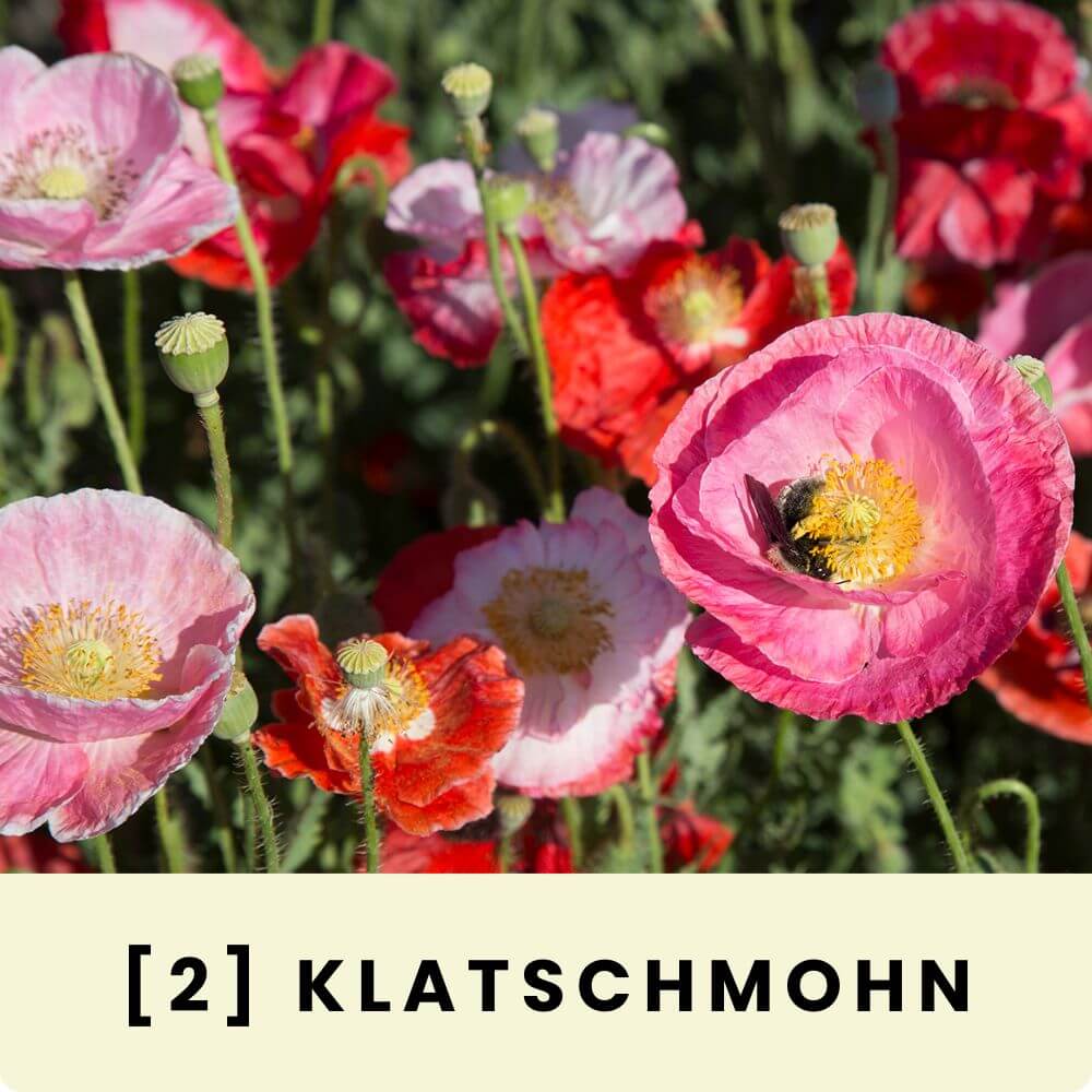 Foto eines blühenden Klatschmohns mit Bienen