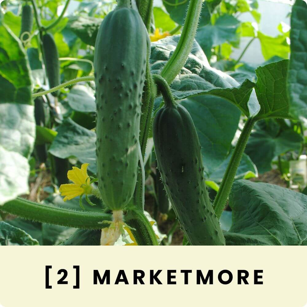 Foto der Gurke Marketmore