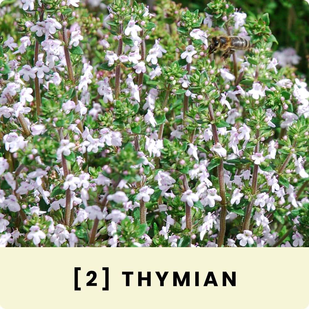 Foto von blühendem Thymian