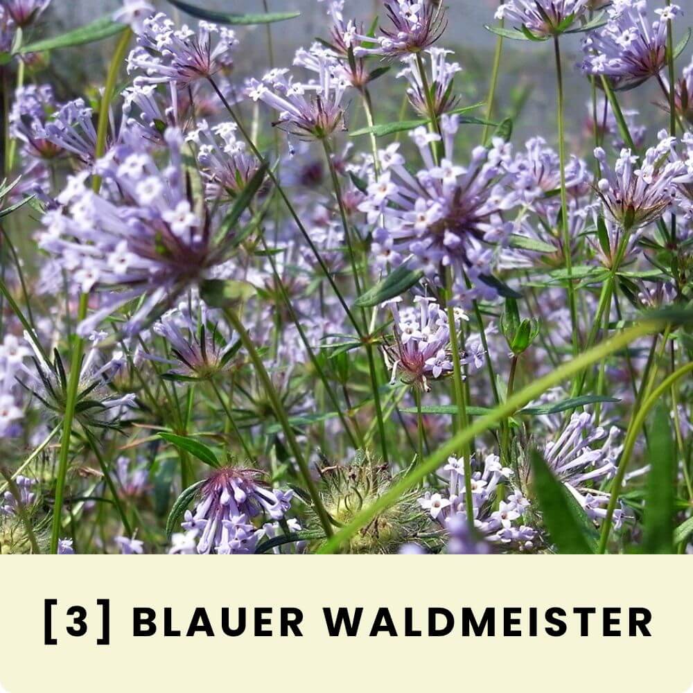 Foto eines blühenden Blauen Waldmeisters