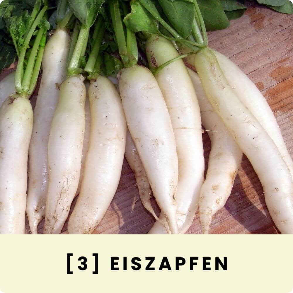 Foto mit Rettichen der Sorte ‘Eiszapfen‘