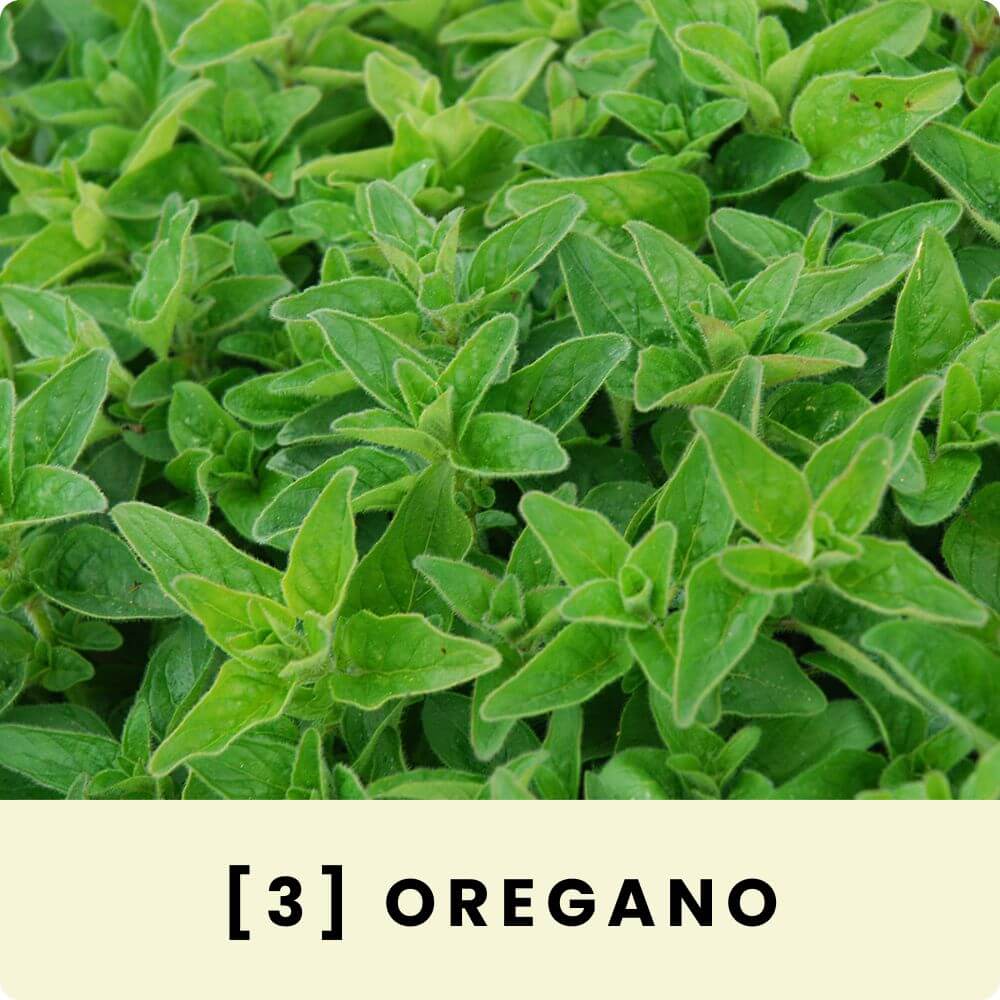 Foto von griechischem Oregano
