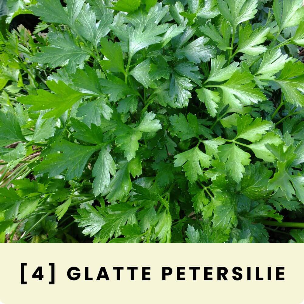 Foto von Glatter Petersilie