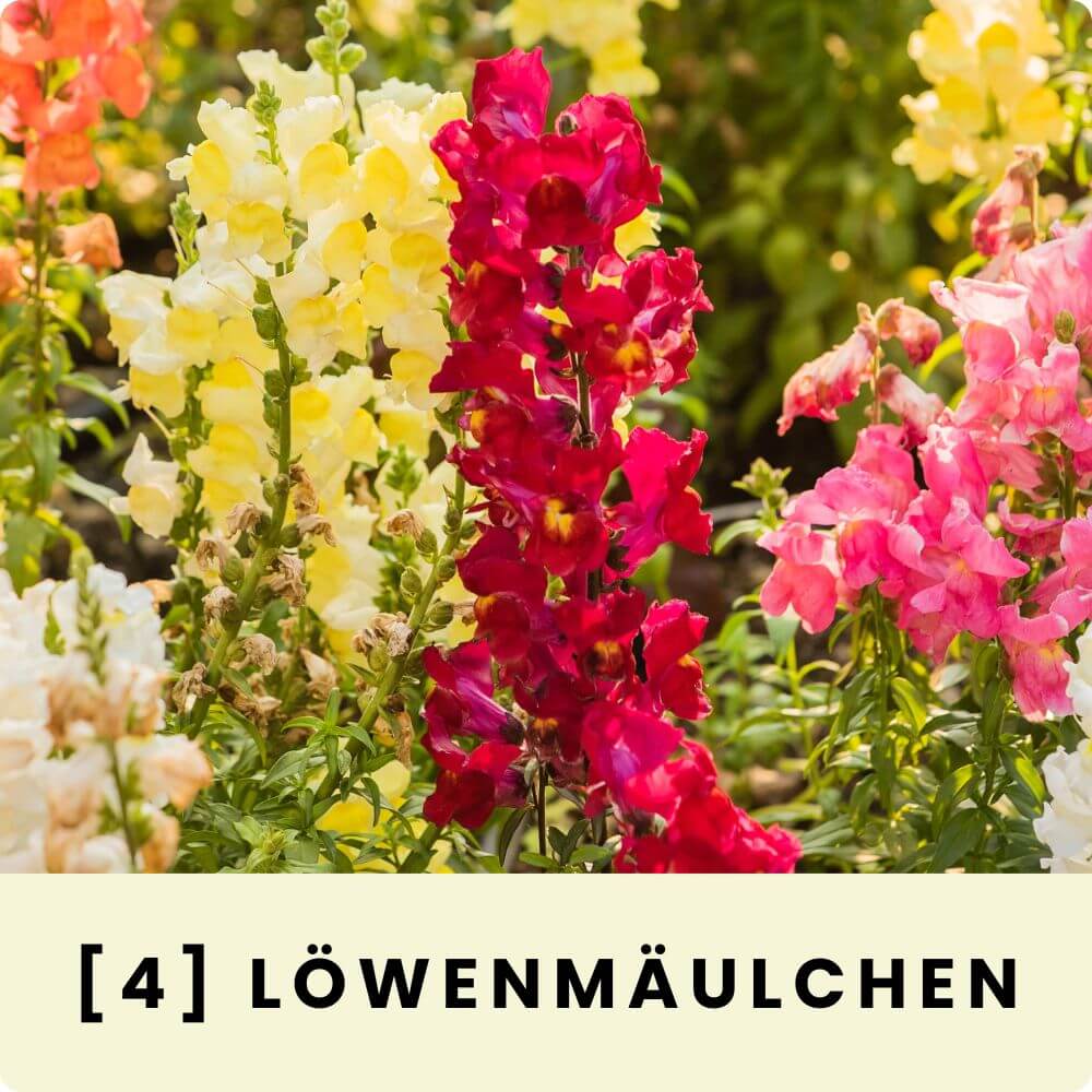 Foto eines Feldes mit blühenden bunten Löwenmäulchen