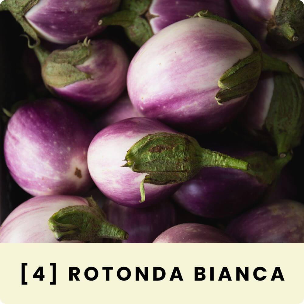 Foto der alten Auberginensorte ‘Rotonda Bianca Sfumata di Rosa‘