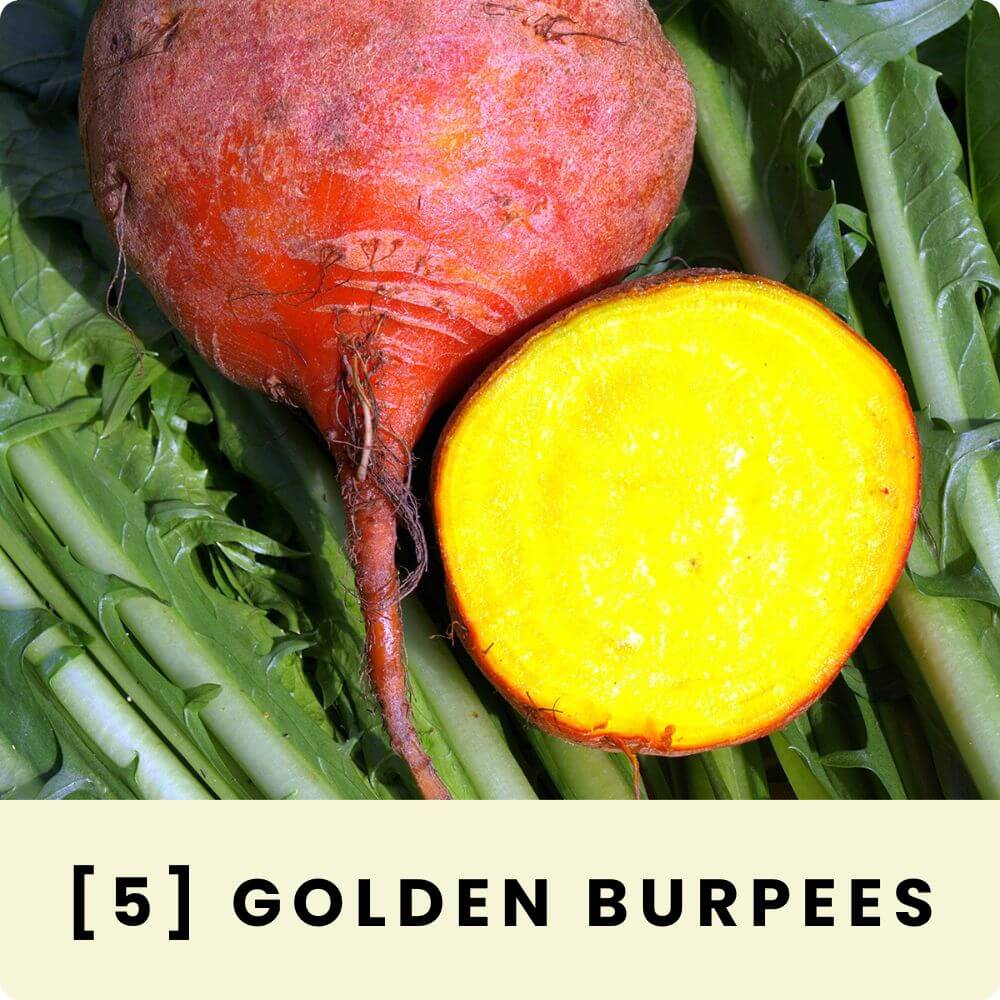 Foto der alten Randigsorte ‘Golden Burpees‘