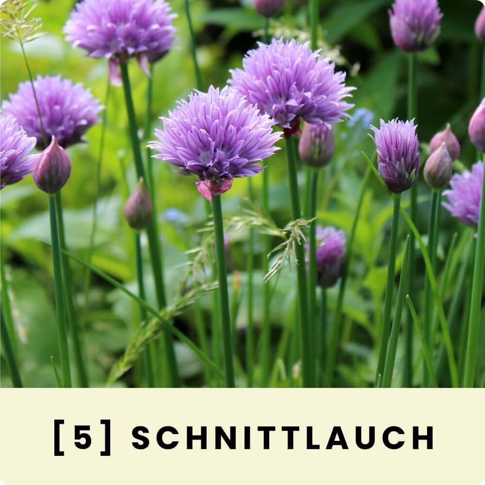 Foto von blühendem Schnittlauch