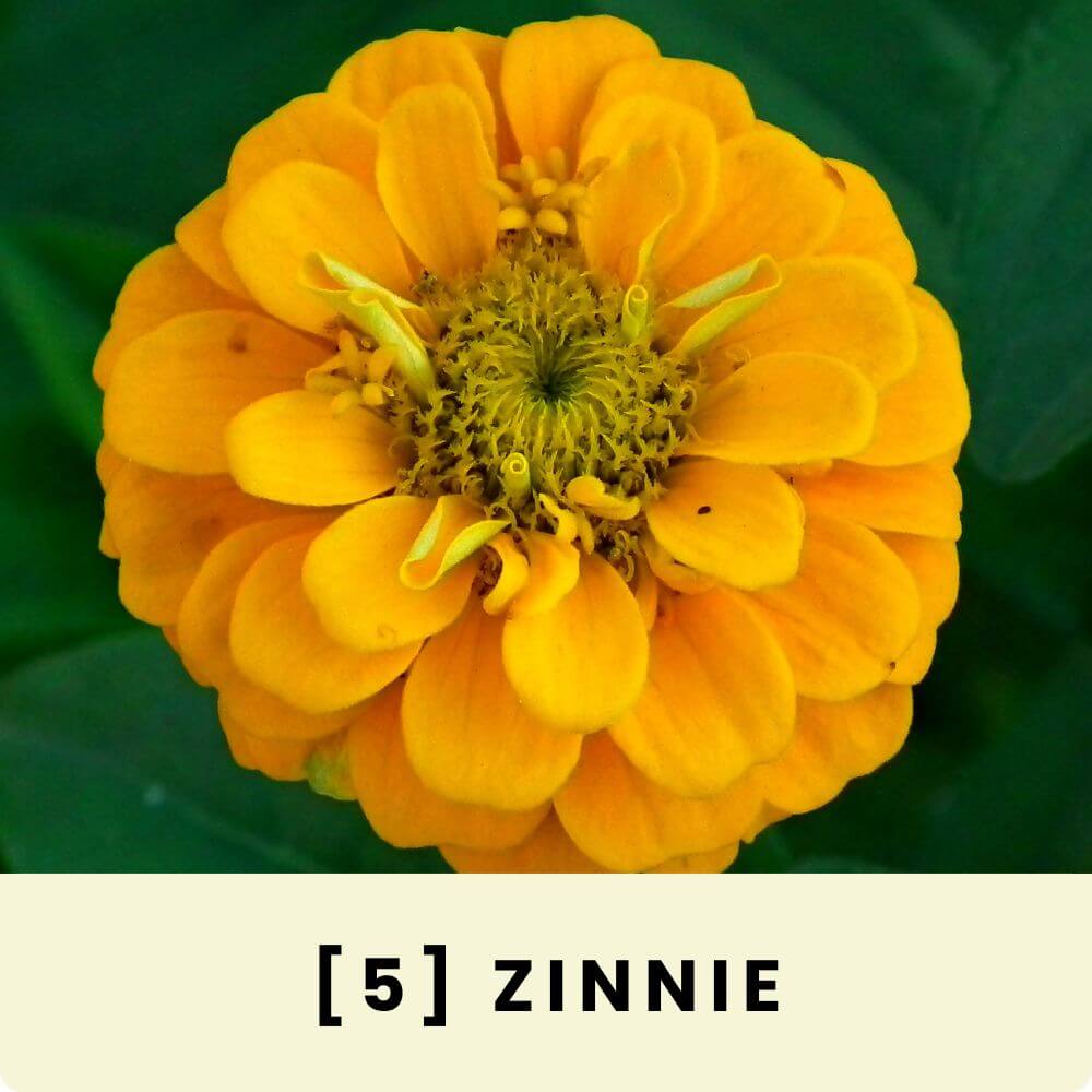 Foto einer grossen gelben Zinnienblüte