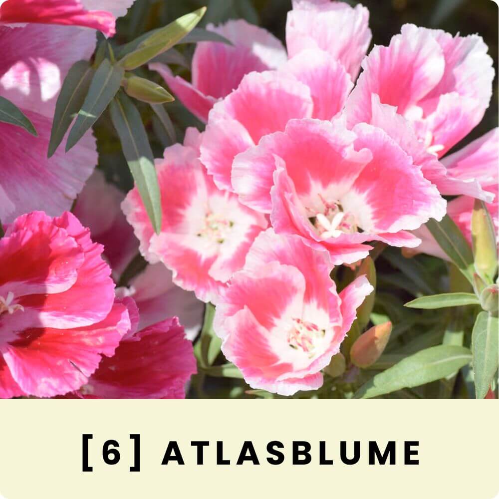 Foto einer blühenden Azalee