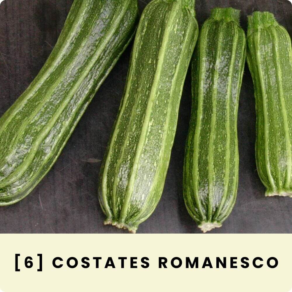 Foto der Zucchinisorte ‘Costates Romanesco‘