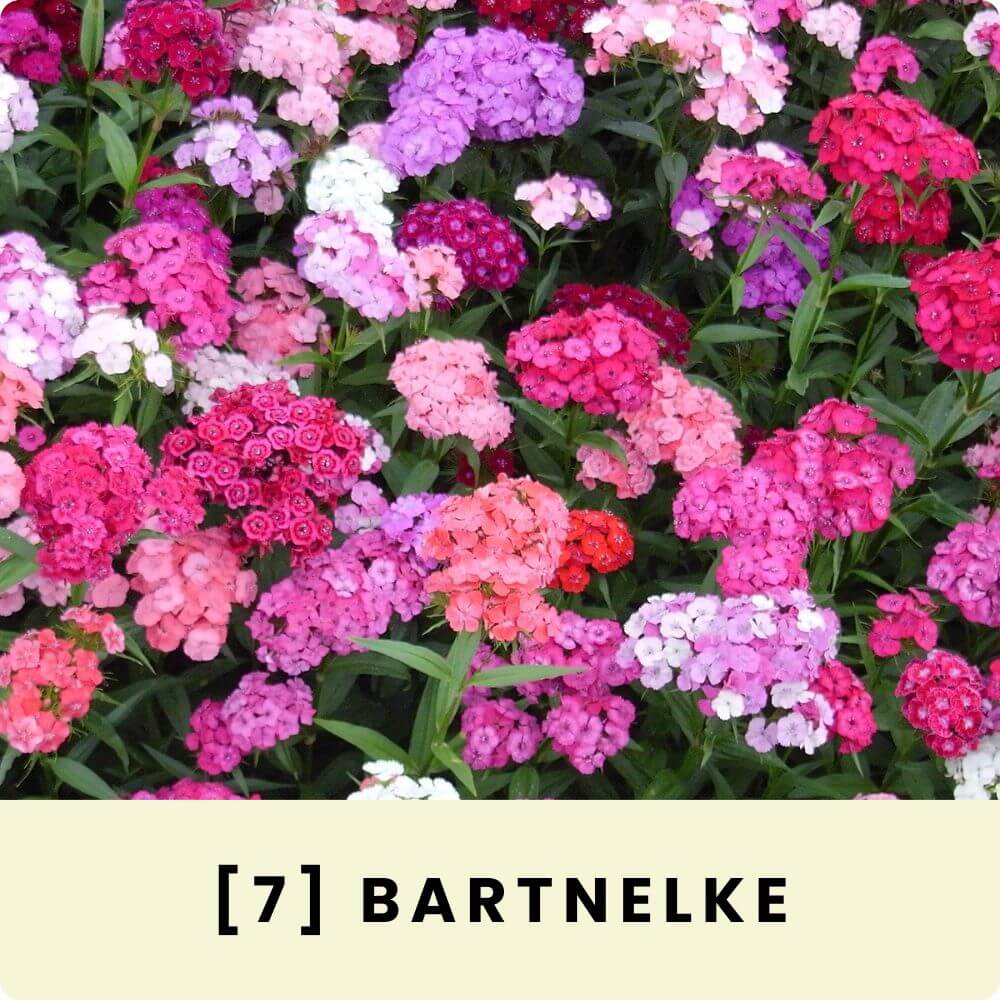 Foto von bunt blühenden Bartnelken