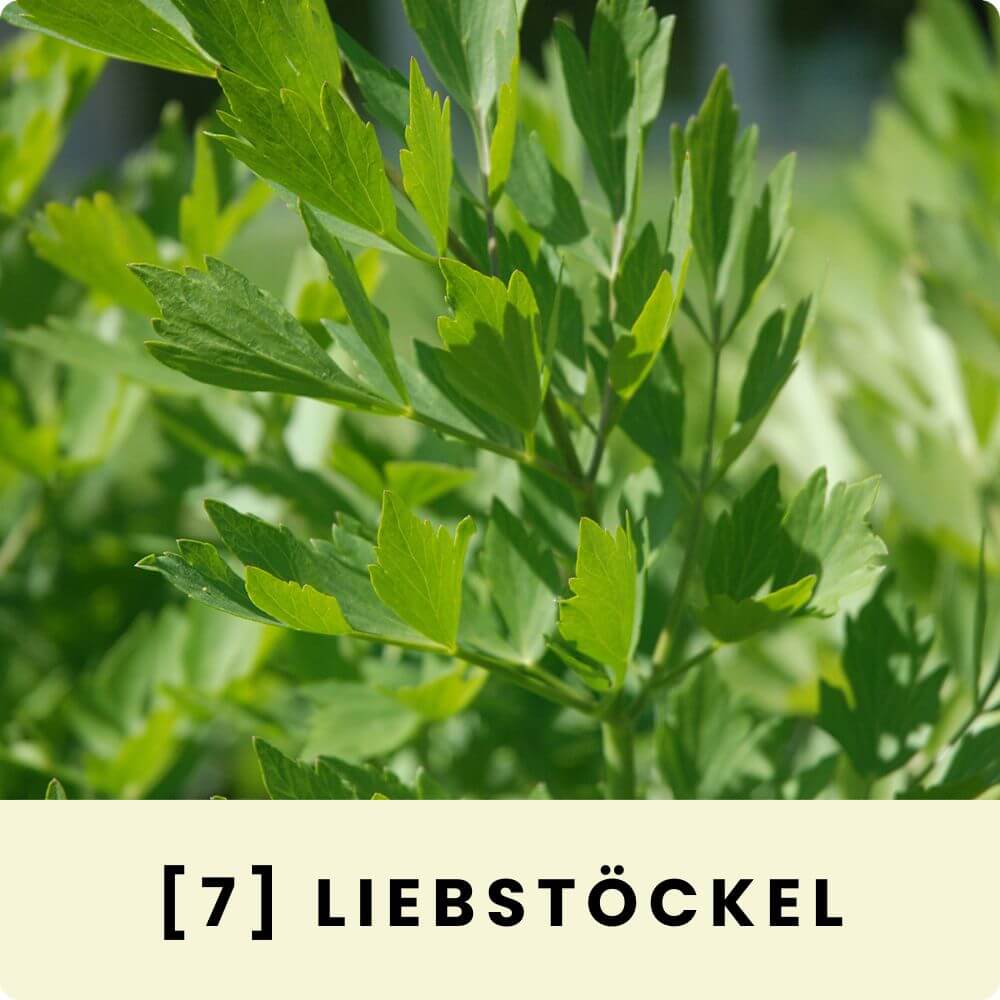 Foto einer Liebstöckelpflanze