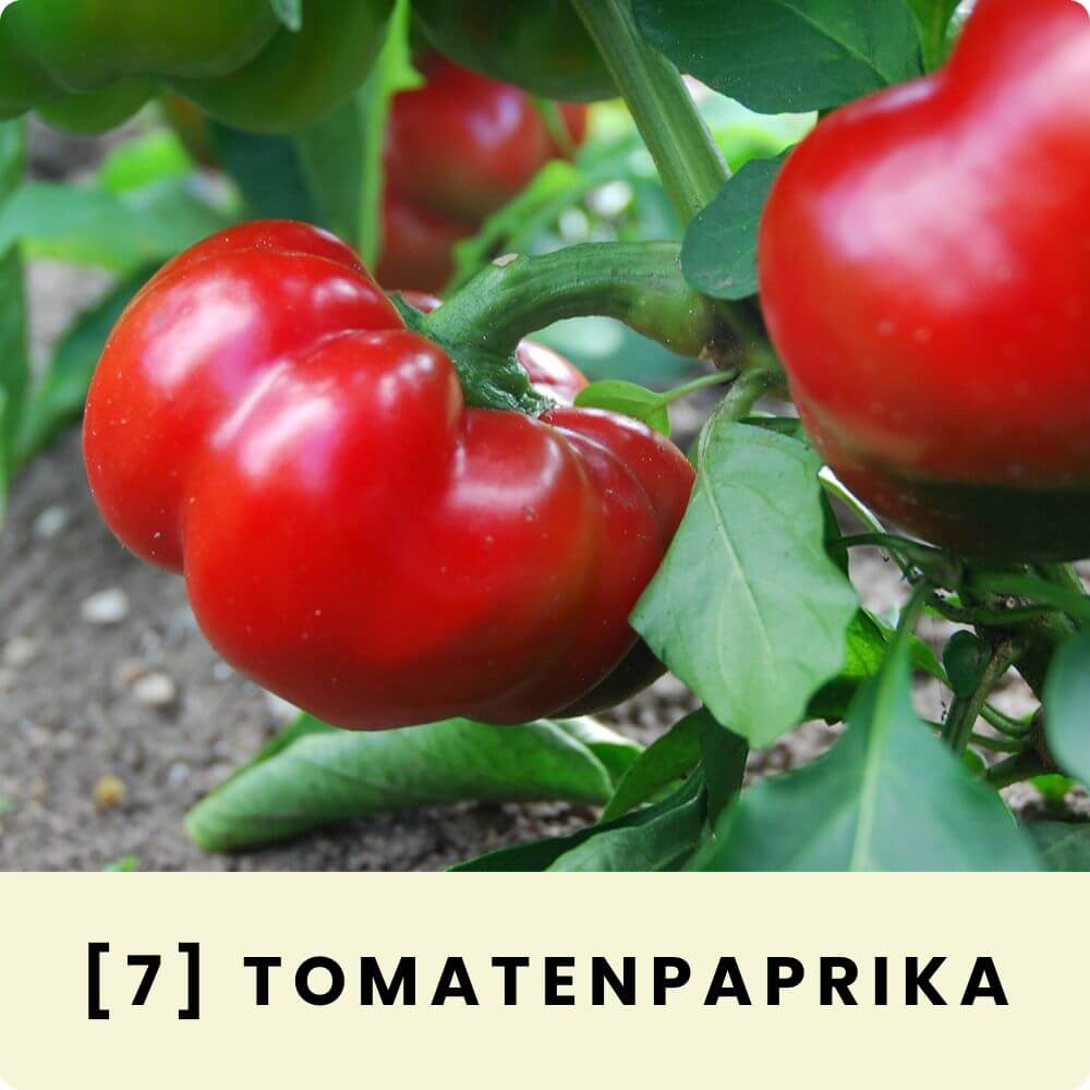 Foto eines Tomatenpaprikas