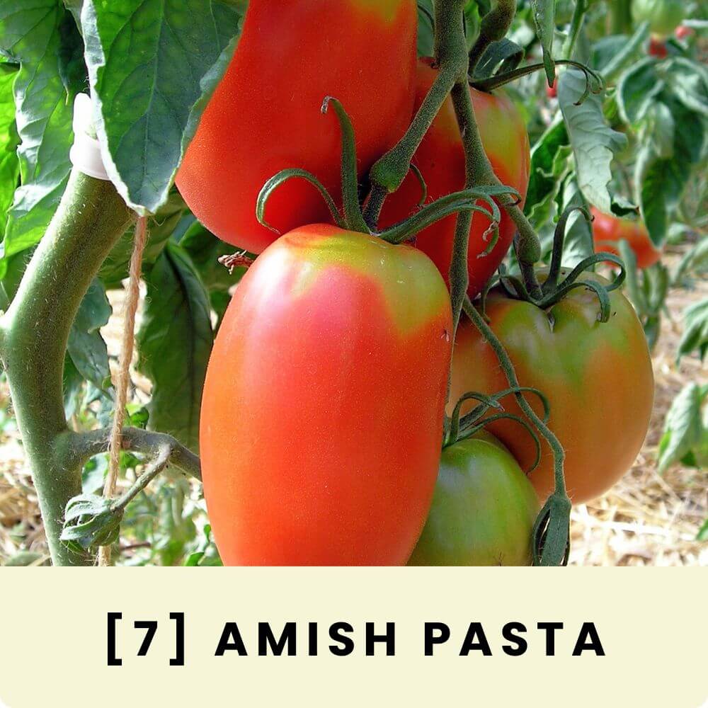 Foto der Saucentomate ‘Amish Pasta‘