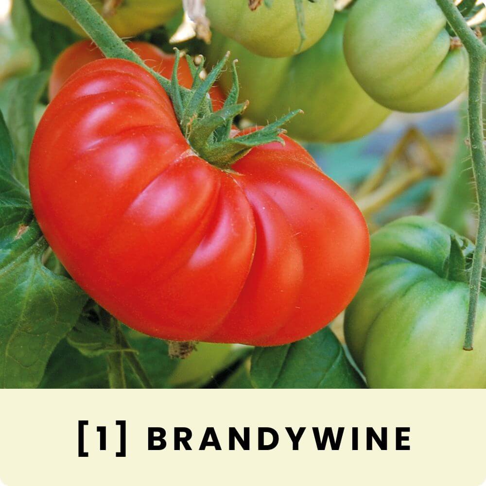 Foto der Fleischtomate ‘Brandywine‘