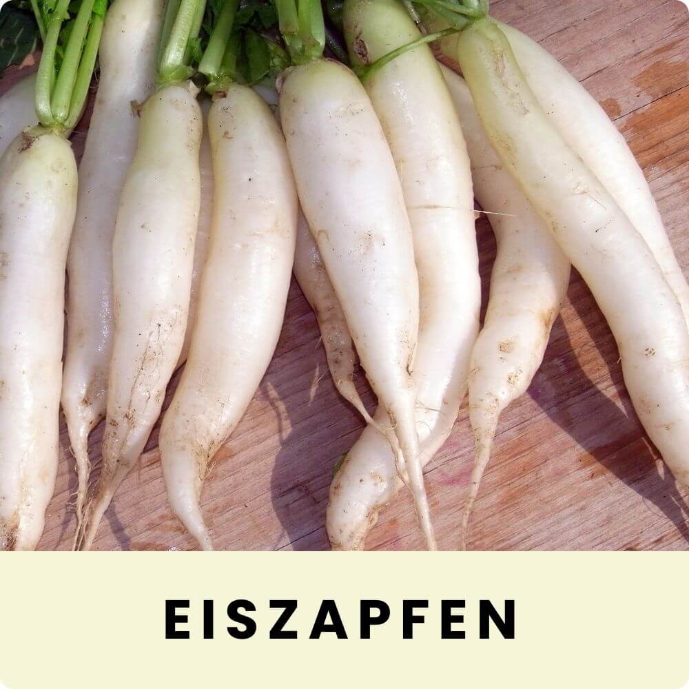 Foto von einem Bund weisser Eiszapfen Rettiche