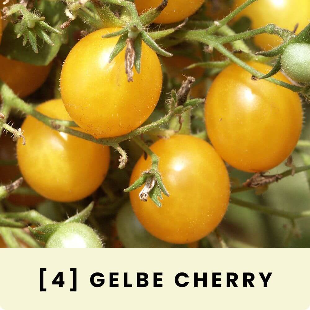 Foto der Naschtomate ‘Gelbe Cherry‘