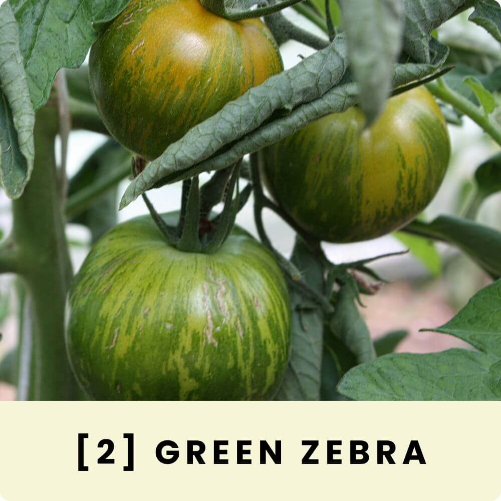 Foto der Fleischtomate ‘Green Zebra‘