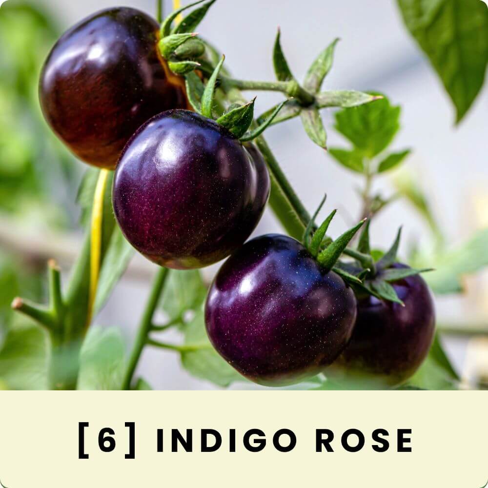 Foto der Salattomate ‘Indigo Rose‘
