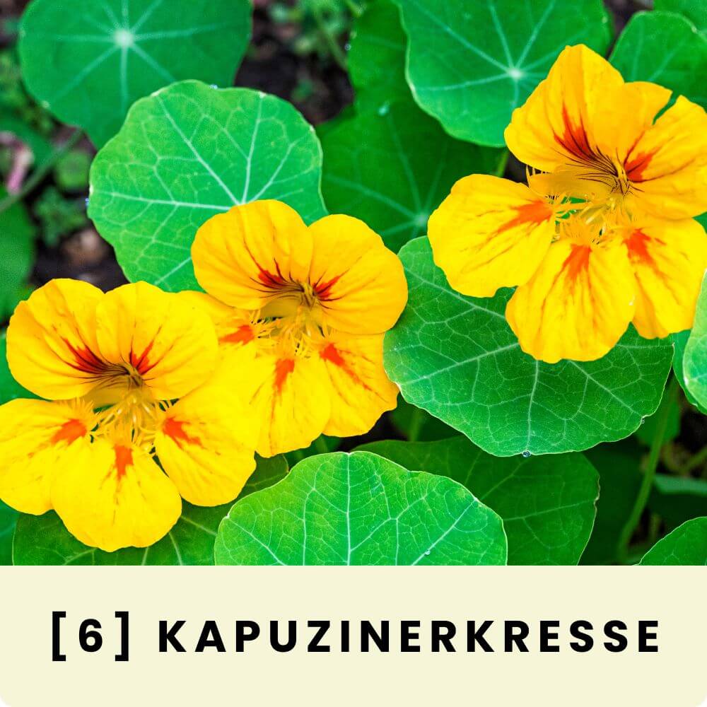 Foto einer blühenden Kapuzinerkresse