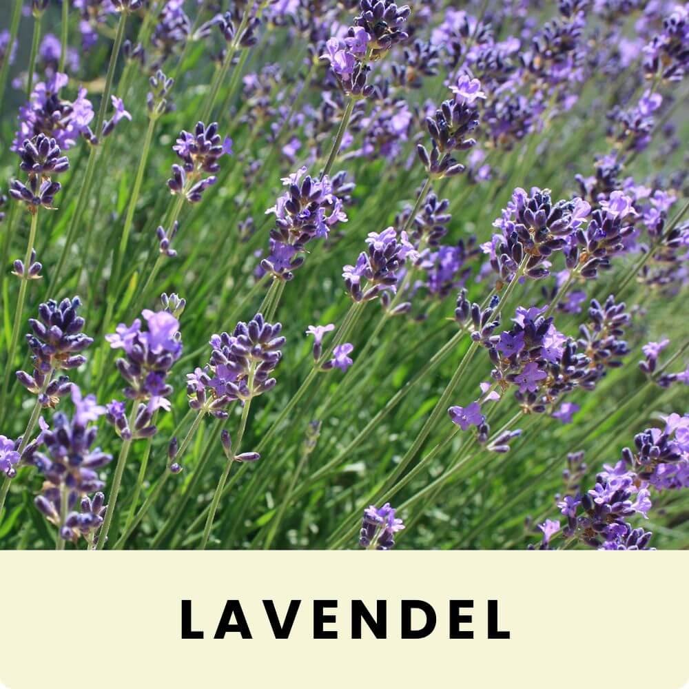 Foto von einem blau blühenden Lavendelfeld