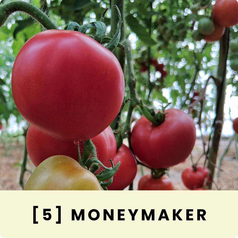 Foto der Salattomate ‘Moneymaker‘