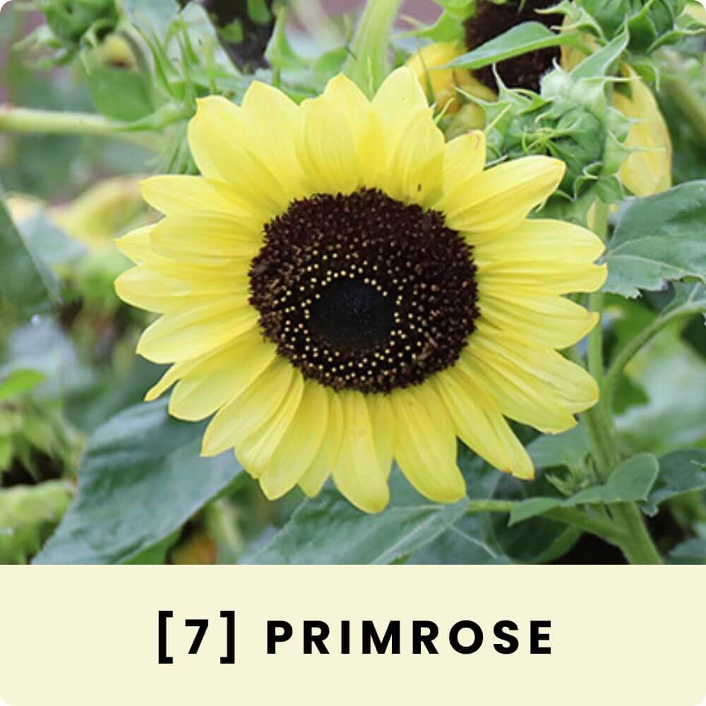 Foto einer blühenden Primrose-Sonnenblumenblüte