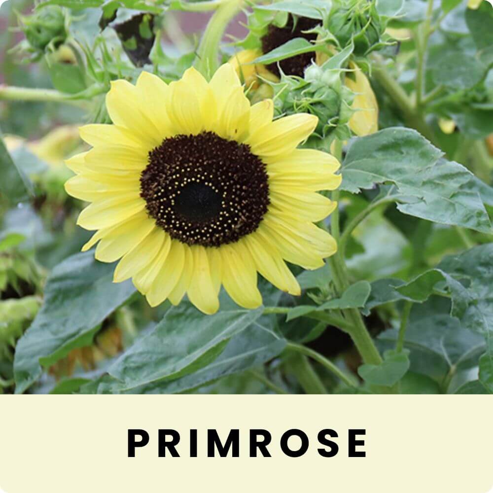 Foto von der grossen Blüte einer Primerose-Sonnenblume